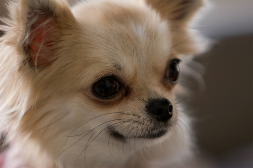 犬種選びの参考ブログ 大人気の犬種ダックスとチワワが人を噛みやすいという事実 栃木県宇都宮市の注文住宅 リフォーム リノベーション ヨシダクラフト