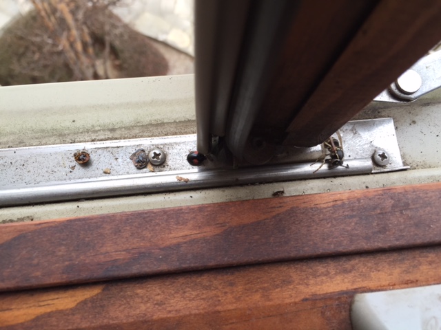 窓枠で蜂とテントウムシが冬眠中
