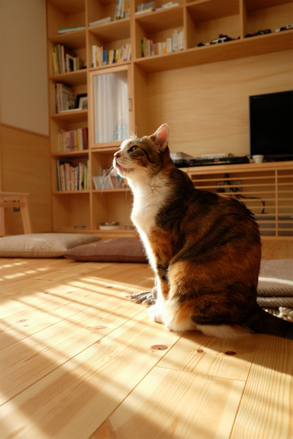 室内が旭山動物園状態 猫のための家づくり を実践した施主から 躍動感とほのぼの感あふれる猫 写真が届きましたのでご紹介します 栃木県宇都宮市の注文住宅 リフォーム リノベーション ヨシダクラフト