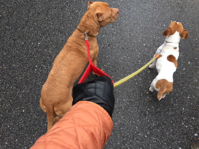 犬の散歩とビジネスと運転にも使える防寒性に優れた皮手袋 2週間使ってみてのレビュー 栃木県宇都宮市の注文住宅 リフォーム リノベーション ヨシダクラフト