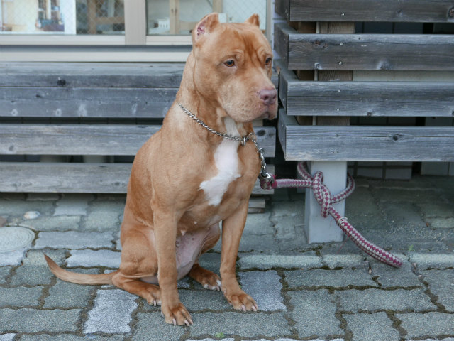 うちの犬 アメリカンピットブルテリアのデコポンは刺青の入った珍しい犬です 栃木県宇都宮市の注文住宅 リフォーム リノベーション ヨシダクラフト